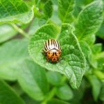 Ce sunt insecticidele sistemice